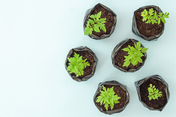 Young flower petunia seedlings in small plastic pots on blue background.