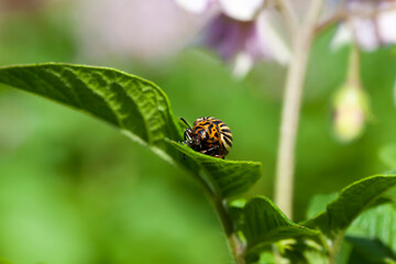 potatoes that are eaten by the Colorado potato pest