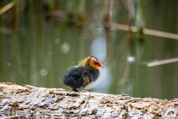 One nestling fulica atra stands on a log against the backdrop of a pond.
