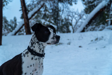 Cabeza de perro en la nieve
