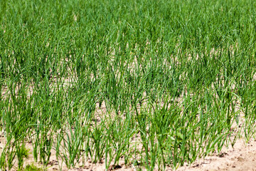 onion plants are grown