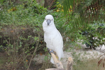 white parrot in the forest