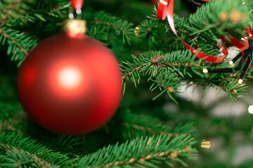 Natural green spruce twig background or texture