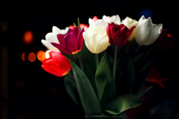 beautiful bouquet of Dutch red and white tulips on dark background. soft focus. space for text.
