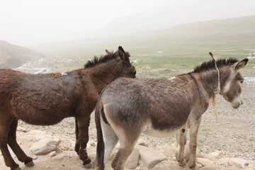 Foto op Canvas donkey © FarazHabiballahian
