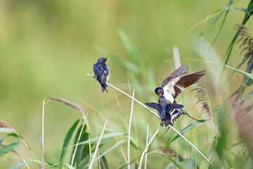 An adult barn swallow (Hirundo rustica) feeding its family that is perched on a branch.