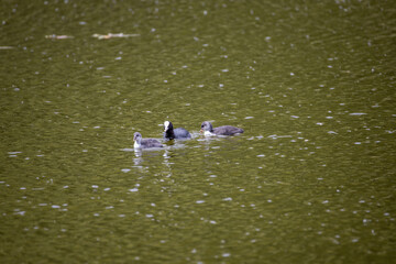 Fulica atra birds swim in a green pond.