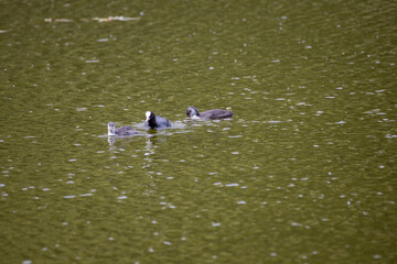 Fulica atra birds swim in a green pond.