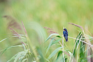 Juvenile barn swallows (Hirundo rustica) waiting to be fed perched on a branch.