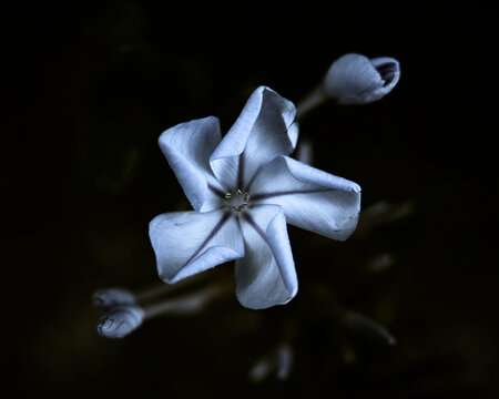 Selective focus shot of a delicate white flower isolated on a black bacl