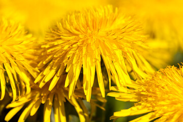 bright yellow blooming dandelions