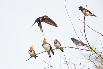 An adult barn swallow (Hirundo rustica) feeding its family that is perched on a branch.
