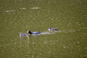 Fulica atra birds swim in a green pond.