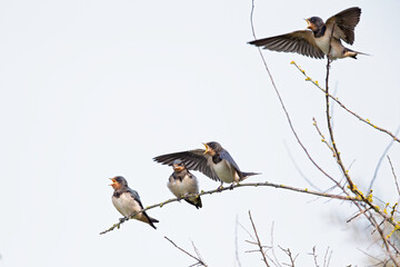 An adult barn swallow (Hirundo rustica) feeding its family that is perched on a branch.