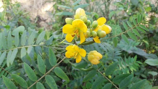 Senna sophera 'cassia' yellow flowers movement or swing in the wind