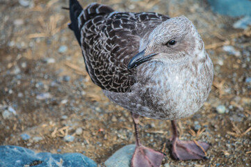bird on the beach