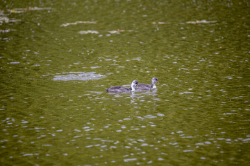 Fulica atra birds swim in a green pond.