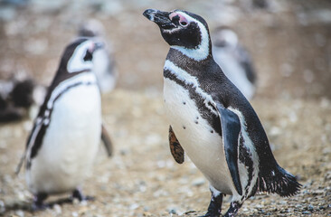 penguin on the beach