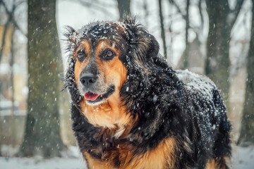 Beautiful portrait of a dog in the snow. Beautiful German shepherd dog in the snow in the winter forest.