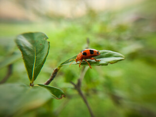 Ladybird on a leaf with blurry background.