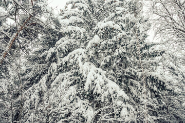 Coniferous trees in the snow in the winter forest. Beautiful winter landscape of snow-covered forest