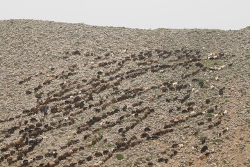 flock of sheep