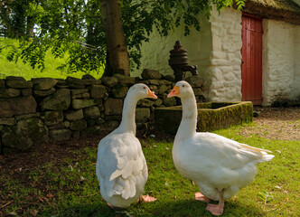 Two white geese in Irish agriculture