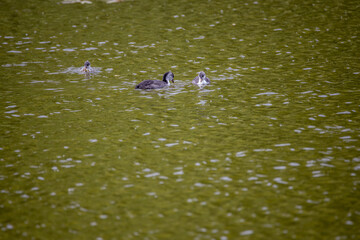 Fulica atra birds swim in a green pond.