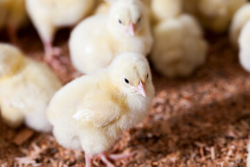 chicken chicks at a poultry farm