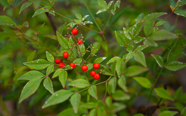 Close up view of Pyracantha Red Column berries plants after snow melting