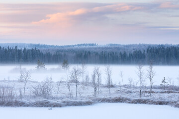 Winter landscape with frost covered trees and sedges, water vapour rising from frozen river Pielisjoki, Finland