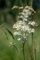 Filipendula vulgaris fern-leaf dropwort white flowering plant on the meadow, detail of flowers in bloom