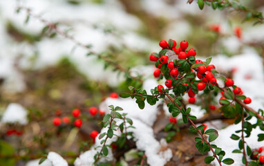 Close up view of Pyracantha Red Column berries plants after snow melting
