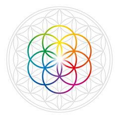 Rainbow colored Seed of Life in gray Flower of Life. Geometric figures and spiritual symbols of the Sacred Geometry. Overlapping circles forming a flower like pattern. Illustration over white. Vector.