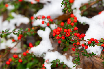 Close up view of Pyracantha Red Column berries plants after snow melting