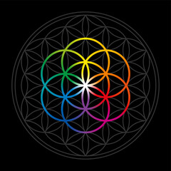 Rainbow colored Seed of Life in gray Flower of Life over black. Geometric figures and spiritual symbols of the Sacred Geometry. Overlapping circles forming a flower like pattern. Illustration. Vector.