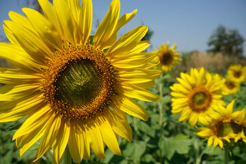Flowering sunflower in the field