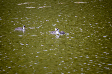Fulica atra birds swim in a green pond.