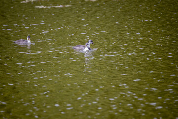 Fulica atra birds swim in a green pond.