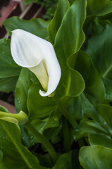 Gorgeous calla lily in nature