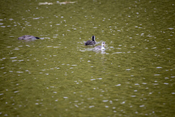 Fulica atra birds swim in a green pond.