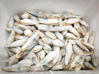 Pholas dactylus or common piddock in polystyree foam box.