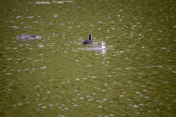Fulica atra birds swim in a green pond.