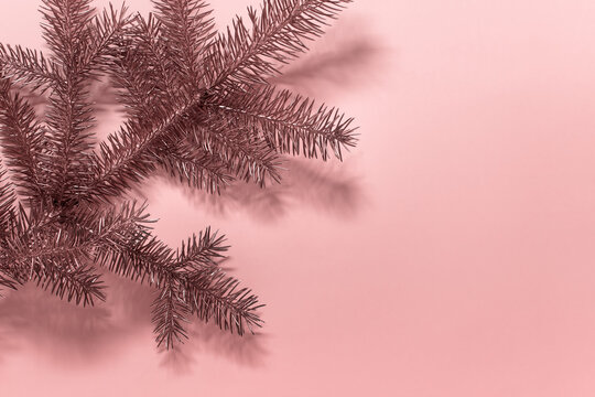 Branch of Christmas tree evergreen dyed with golden color on pink background.