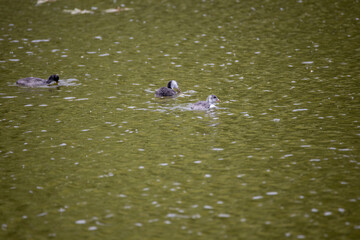 Fulica atra birds swim in a green pond.