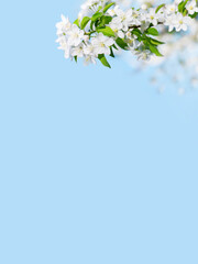 Obraz na płótnie Canvas Blooming apple tree branches white flowers green leaves blue sky background close up, beautiful cherry blossom, sakura garden, spring orchard, summer sunny day nature, floral border frame, copy space