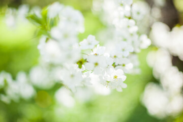 Springtime begining in the garden. The branches of a blossoming tree in spring day in the wind. Cherry tree in white flowers. Beautiful blurring background. selective focus.