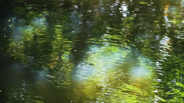 Small fish feed (one of two species of garfish (Belonidae) or needlefish) on the surface of the fresh pond. Reflections in the water and the play of light (iridescence of colors), Sri Lanka south
