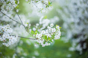 Springtime begining in the garden. The branches of a blossoming tree in spring day in the wind. Cherry tree in white flowers. Beautiful blurring background. selective focus.