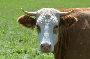 K&uuml;he auf der Weide